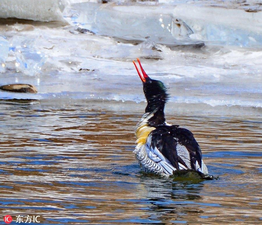 中华秋沙鸭亮相吉林抚松 极其珍贵世界仅存一千只