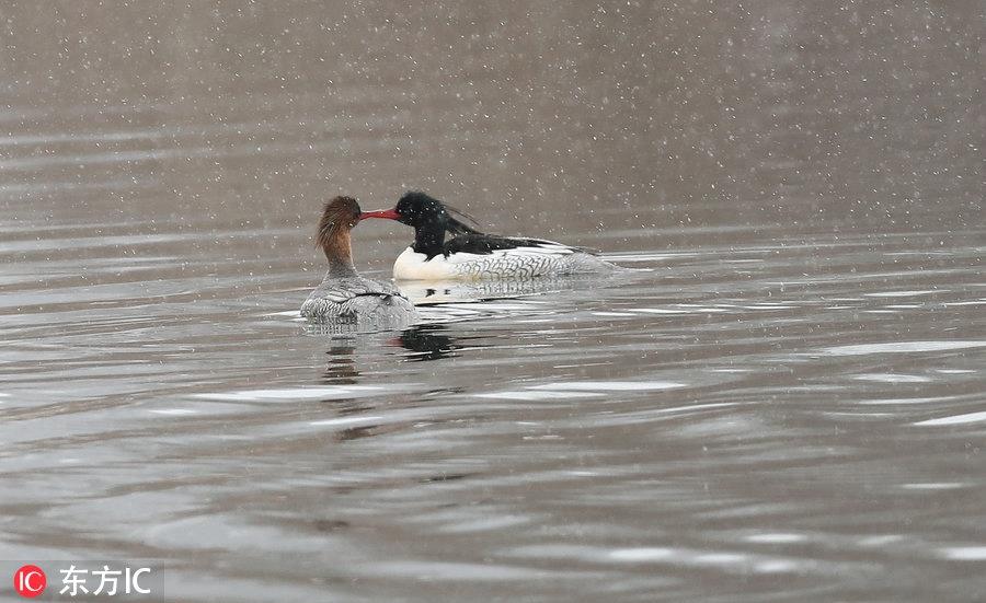 中华秋沙鸭亮相吉林抚松 极其珍贵世界仅存一千只