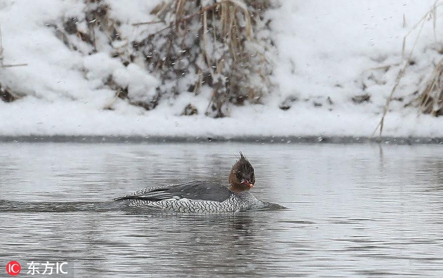中华秋沙鸭亮相吉林抚松 极其珍贵世界仅存一千只