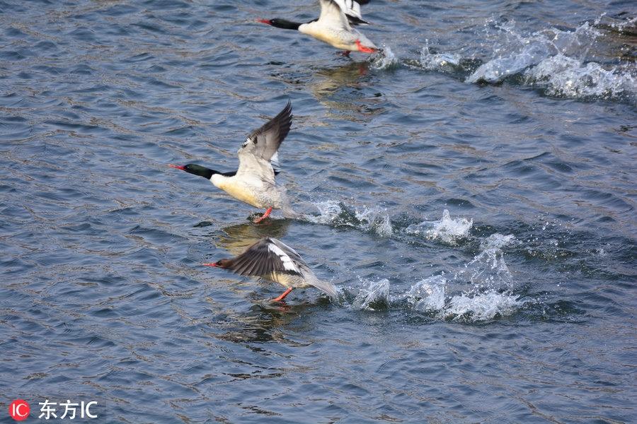 中华秋沙鸭亮相吉林抚松 极其珍贵世界仅存一千只