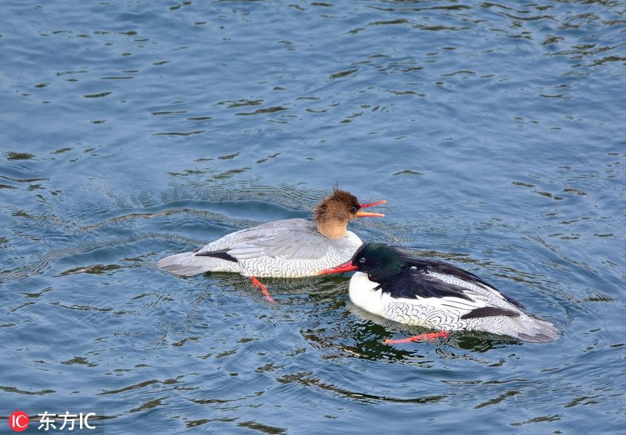 中华秋沙鸭亮相吉林抚松 极其珍贵世界仅存一千只