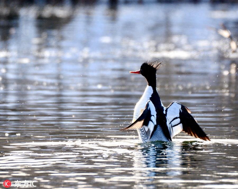 中华秋沙鸭亮相吉林抚松 极其珍贵世界仅存一千只
