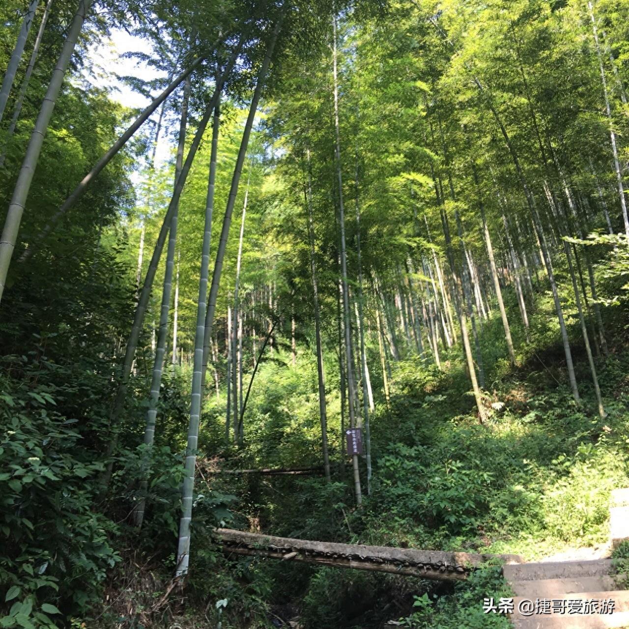 安徽省 黄山市 黟县 木坑竹海景区