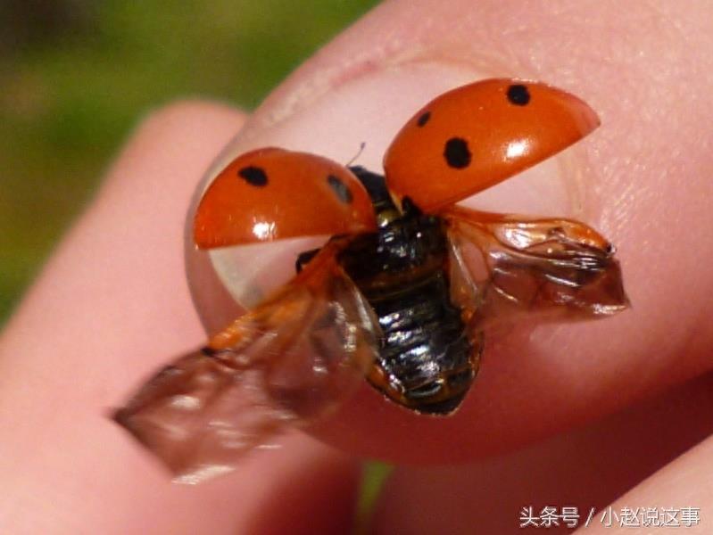 昆虫图集：瓢虫