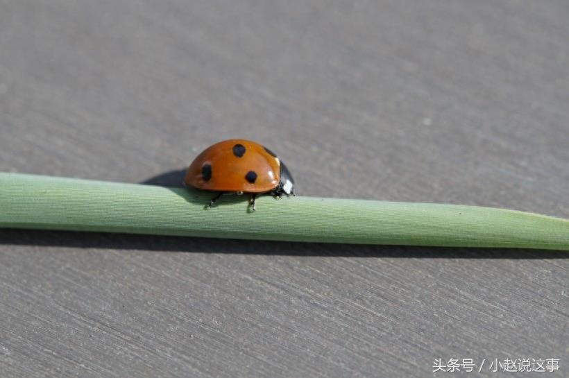 昆虫图集：瓢虫