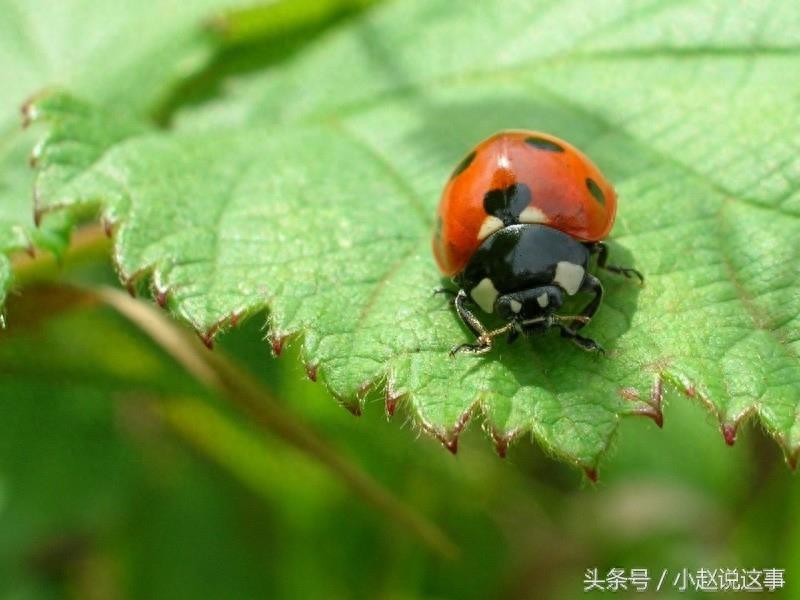 昆虫图集：瓢虫