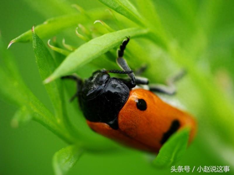 昆虫图集：瓢虫