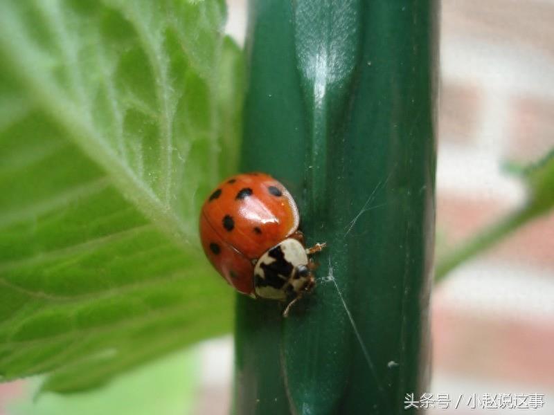 昆虫图集：瓢虫