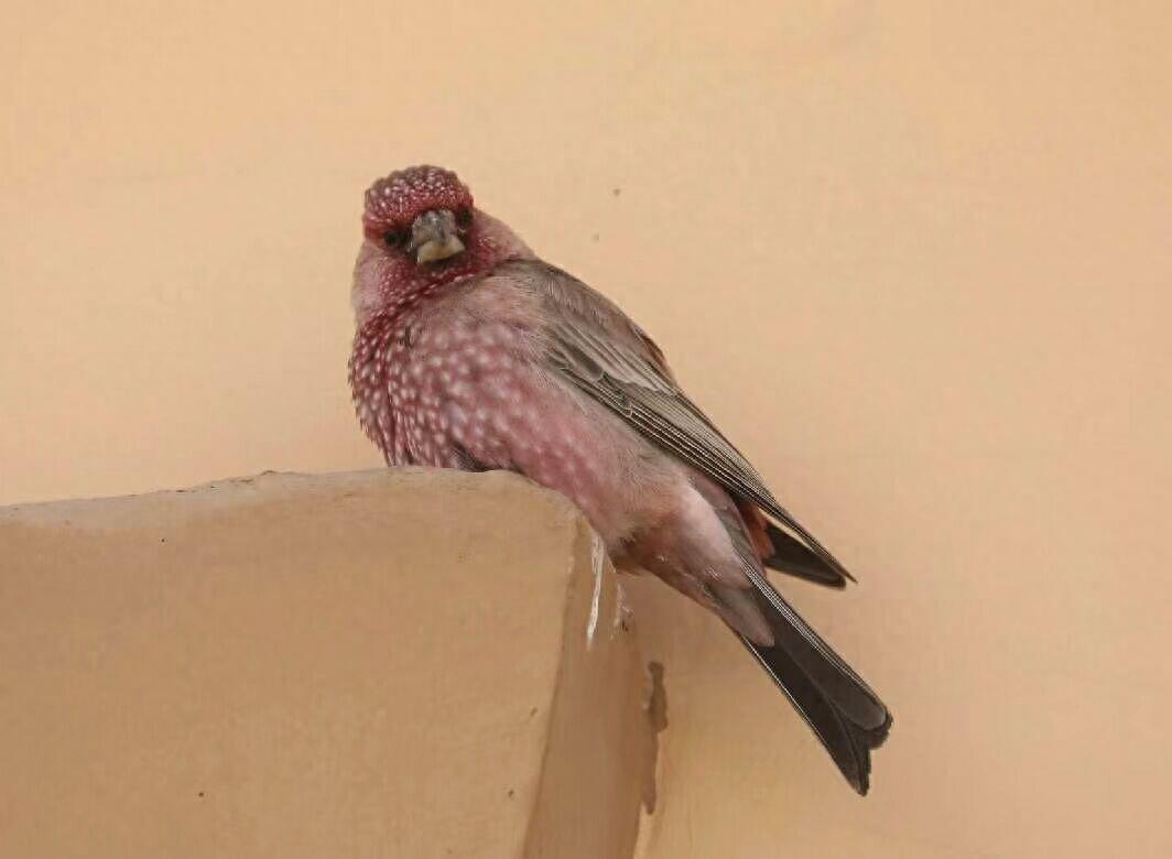 鸟类影像：角百灵、拟大朱雀