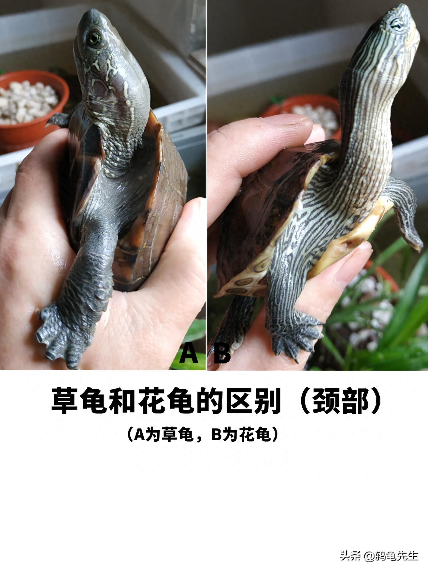 中华草龟和花龟的区别方法图解，台湾珍珠龟和乌龟如何区分图示