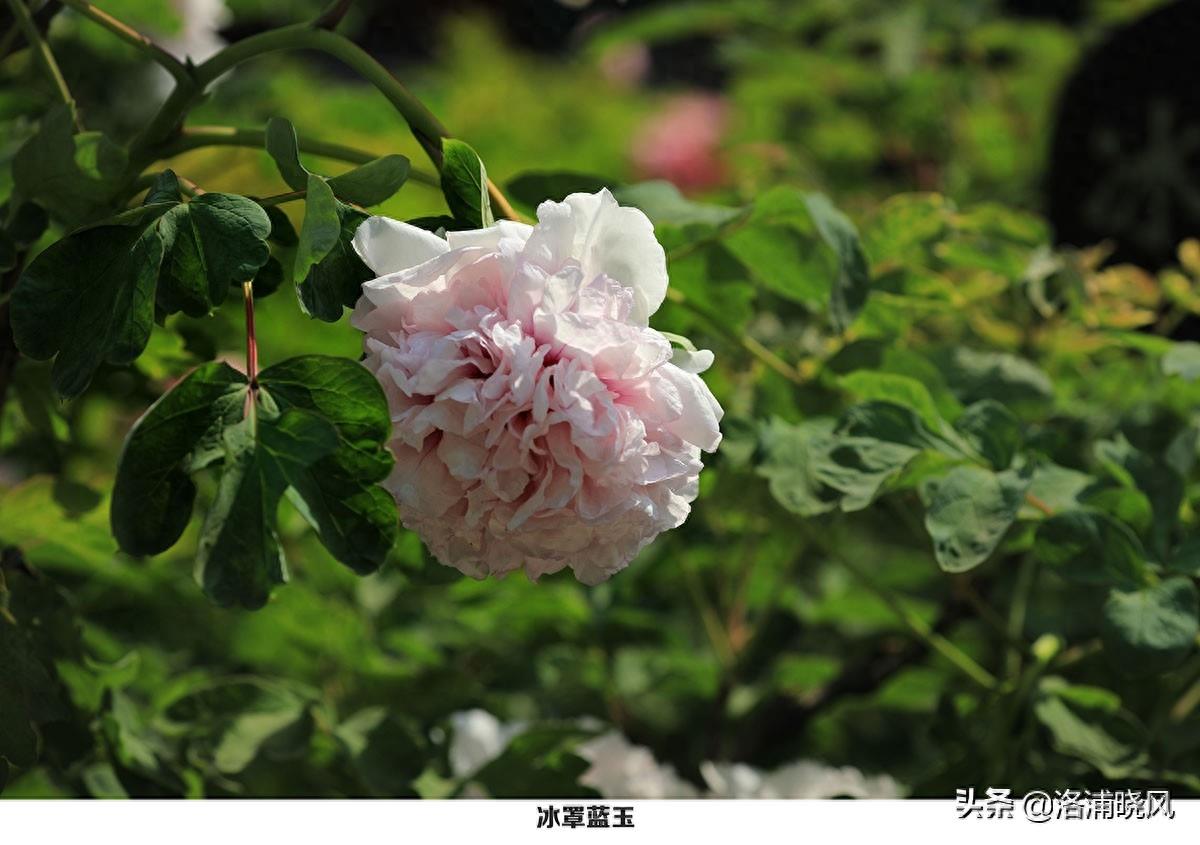 我们身边常见的牡丹品种〔图集〕（一）
