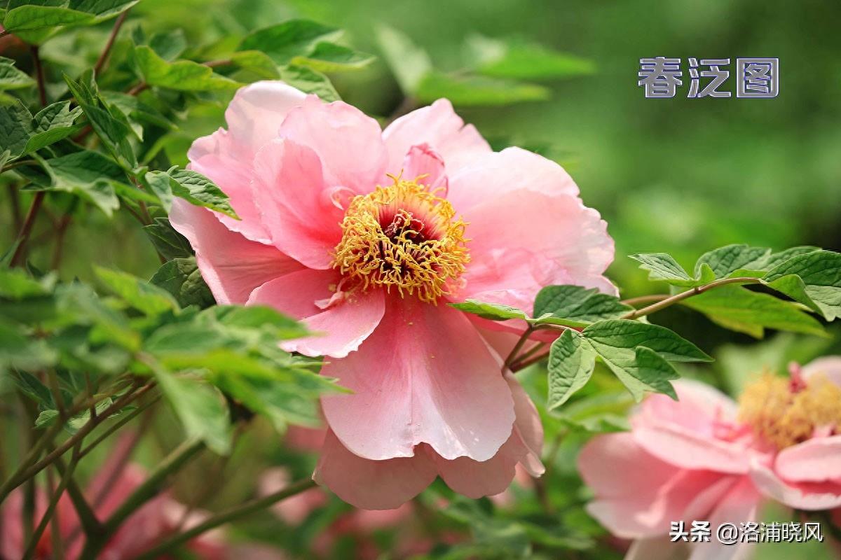 我们身边常见的牡丹品种〔图集〕（一）