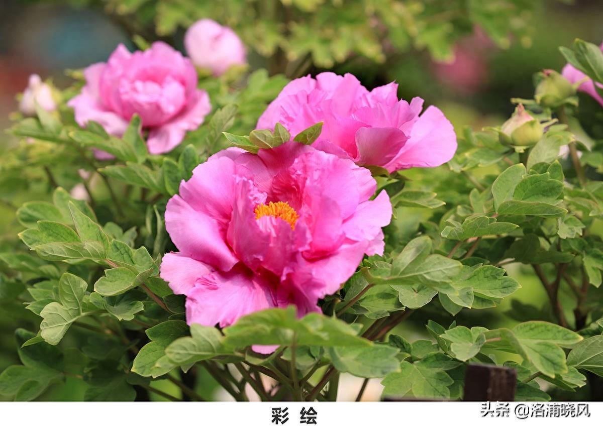 我们身边常见的牡丹品种〔图集〕（一）
