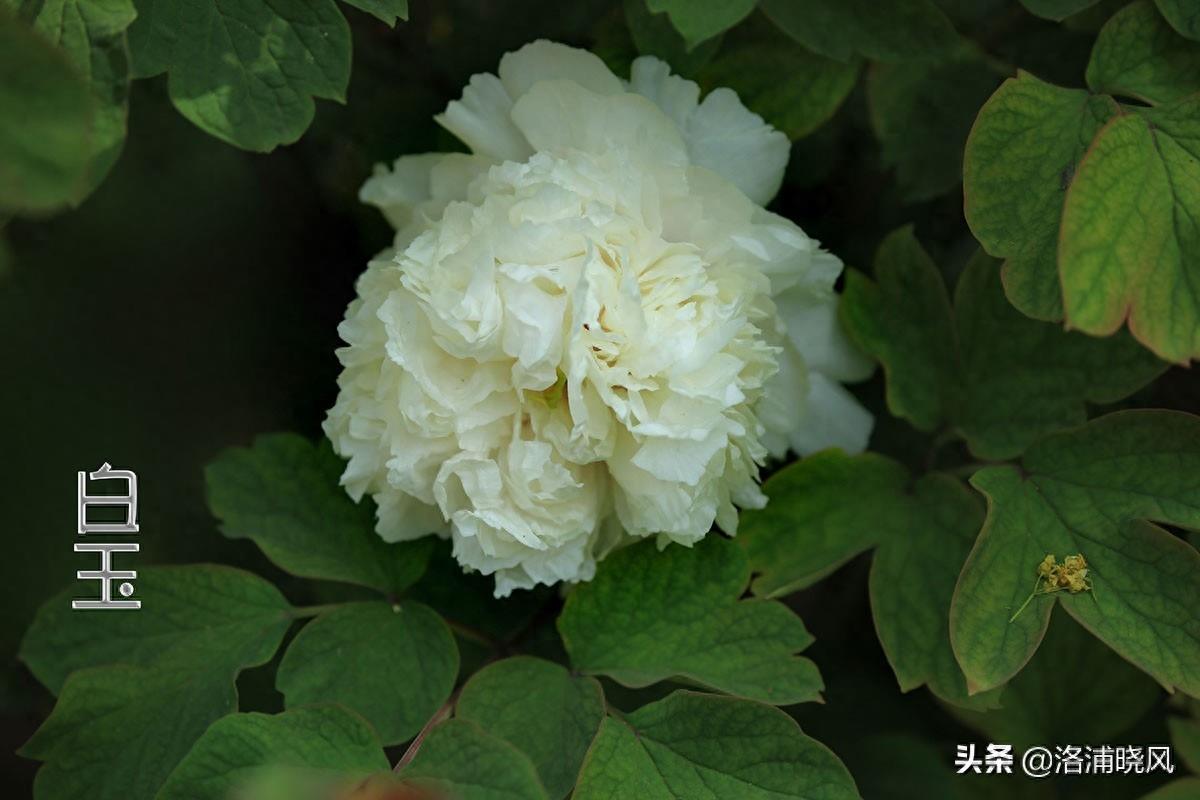我们身边常见的牡丹品种〔图集〕（一）