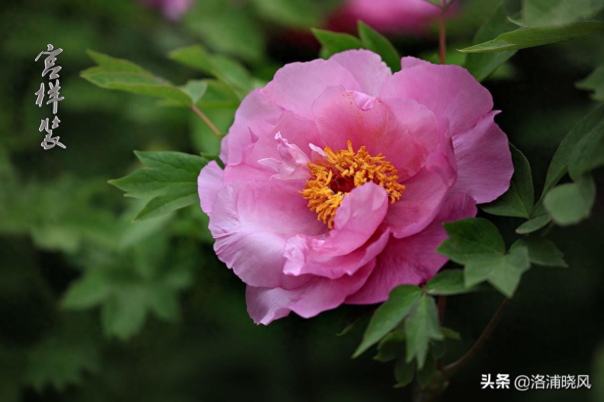我们身边常见的牡丹品种〔图集〕（一）