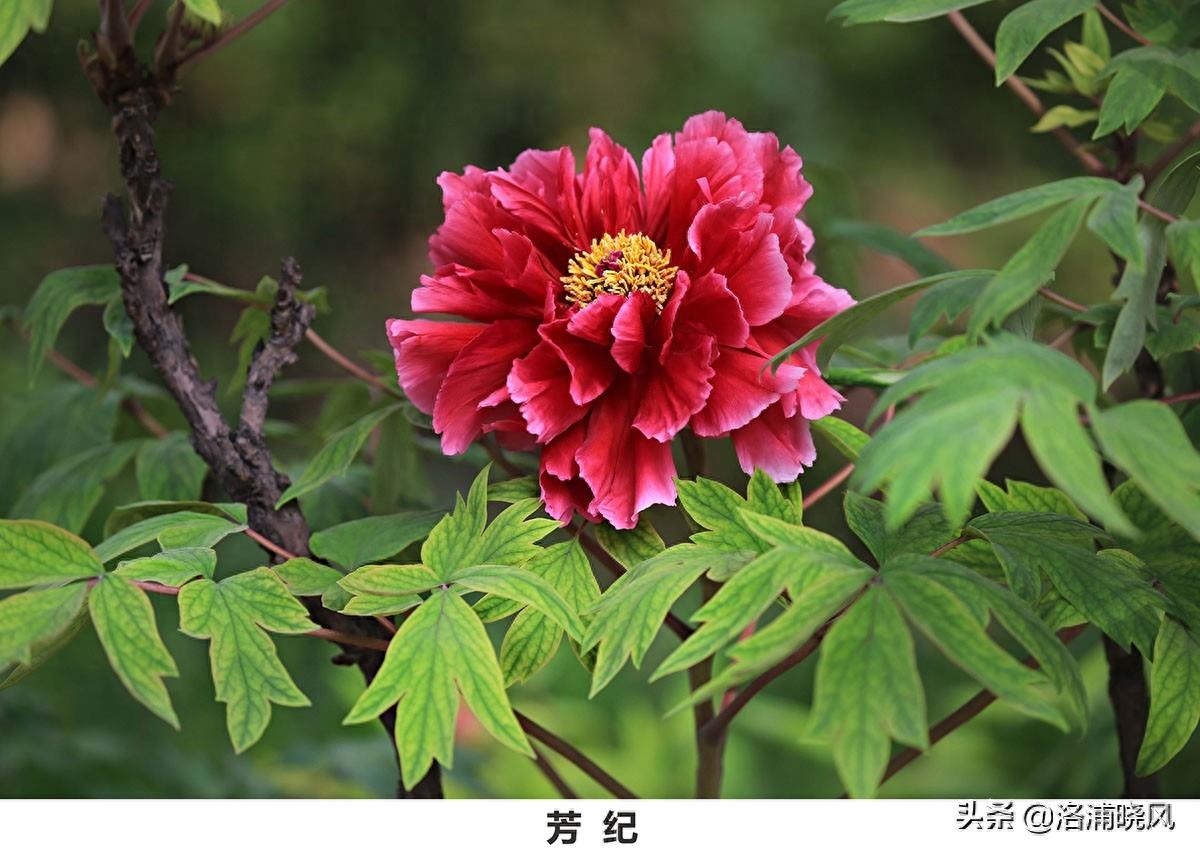 我们身边常见的牡丹品种〔图集〕（一）