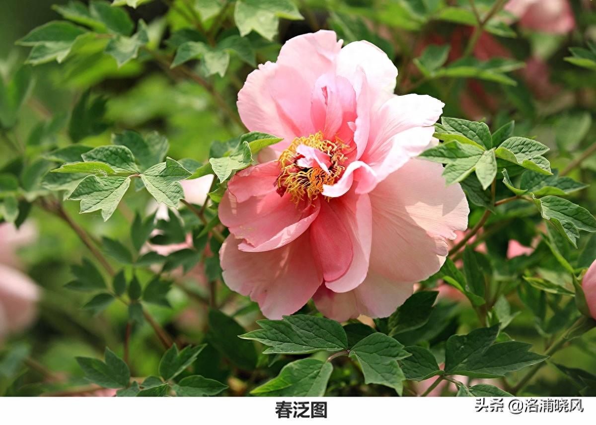 我们身边常见的牡丹品种〔图集〕（一）