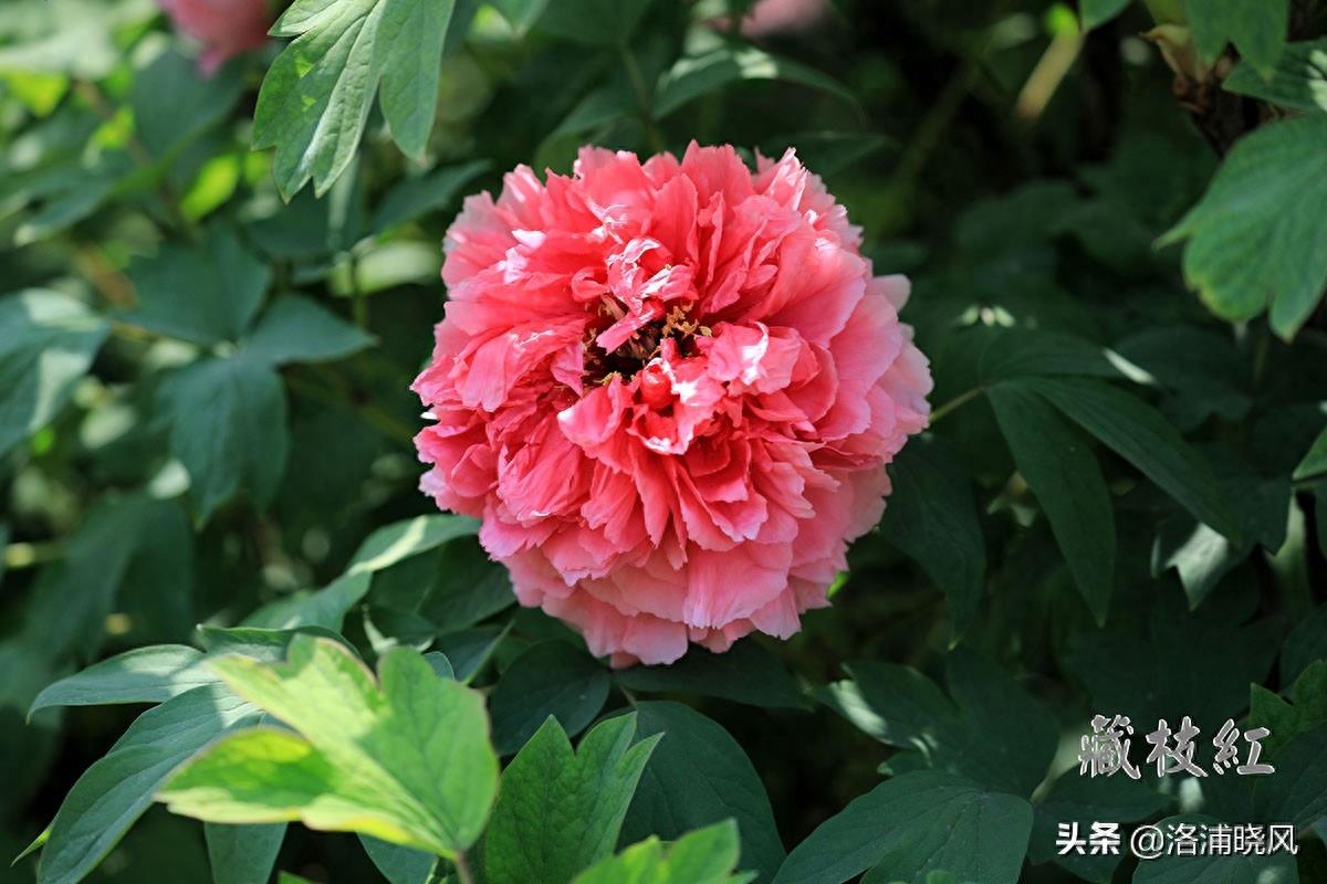我们身边常见的牡丹品种〔图集〕（一）