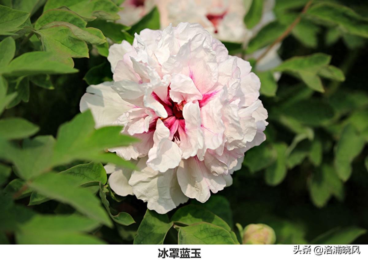 我们身边常见的牡丹品种〔图集〕（一）